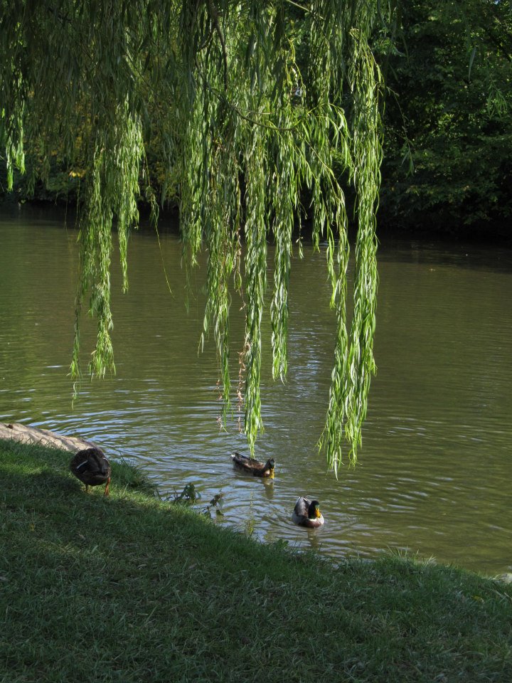 duckpond